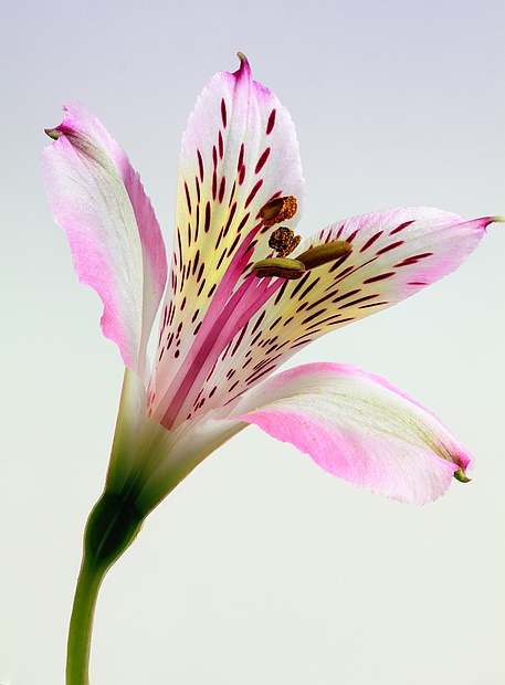 Die Lilie ist eine filigrane wohlduftende Pflanze