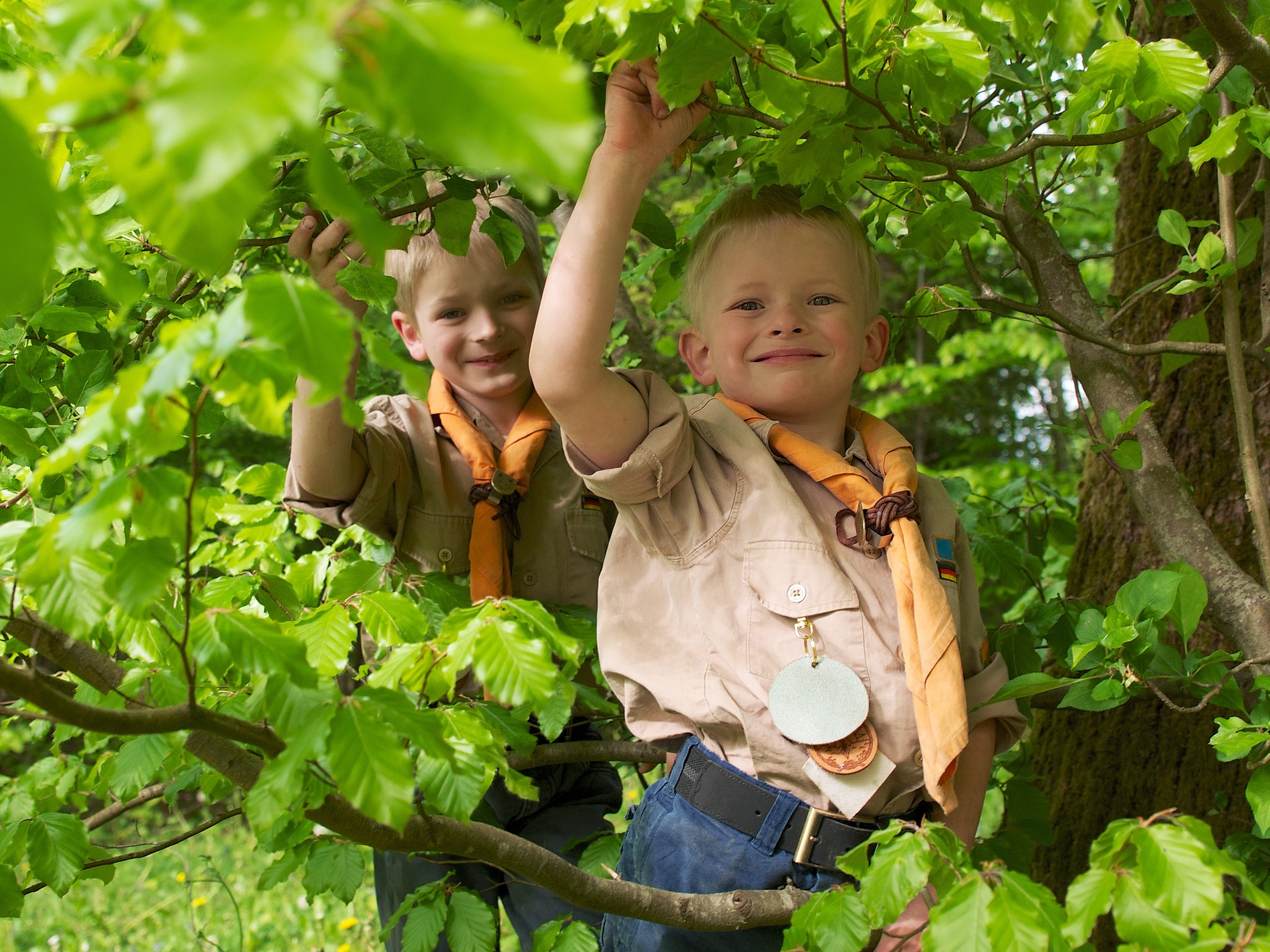 Wölflinge verstecken sich im Wald und spielen in der Natur