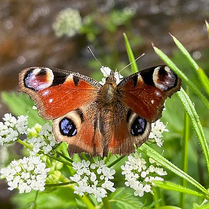 Bärenklau.Schmetterling.2023