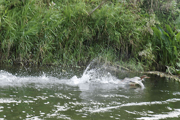 Enten auf der Donau